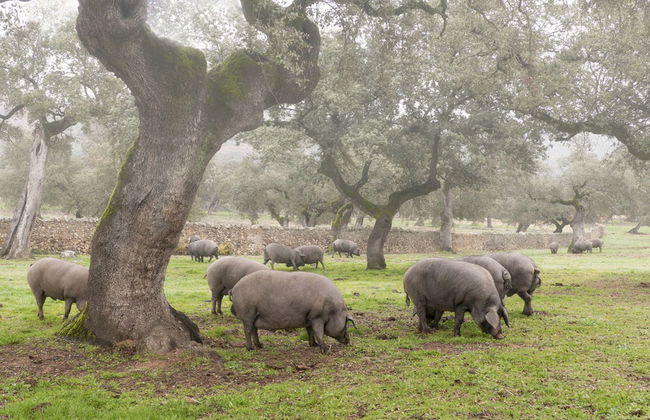 Iberian Ham Tour - Photo 3