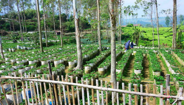 Excursion privée au Tangkuban Parahu + Centre de café Kopi Luwak - Photo 4