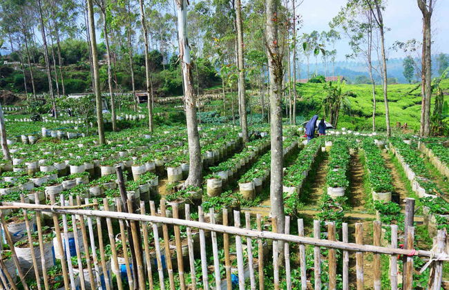 Excursion privée au Tangkuban Parahu + Centre de café Kopi Luwak - Photo 4
