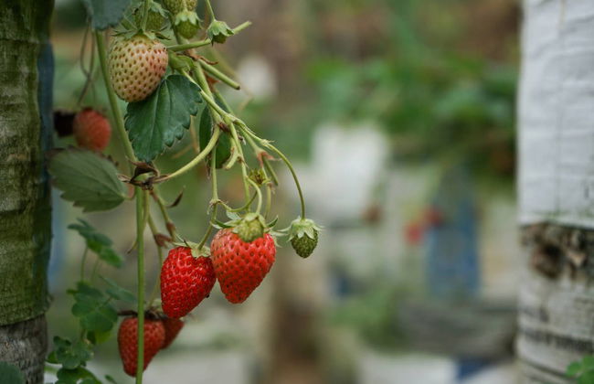 Excursion privée au Tangkuban Parahu + Centre de café Kopi Luwak - Photo 6