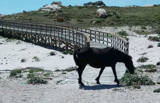 Excursión a la isla de Sálvora - Foto 7