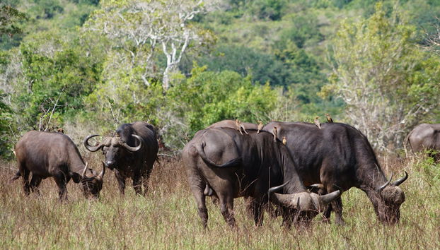 Safári por Shimba Hills - Foto 5