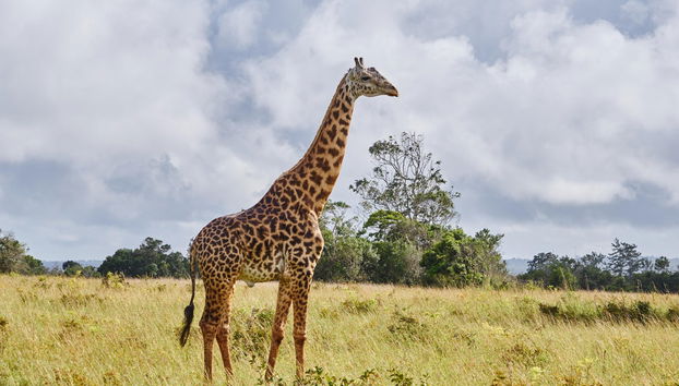 Safári por Shimba Hills - Foto 3