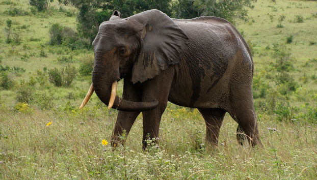 Safári por Shimba Hills - Foto 4