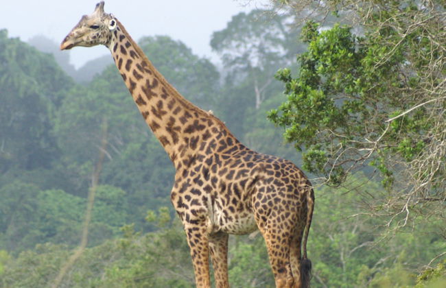Safari por Shimba Hills - Foto 3