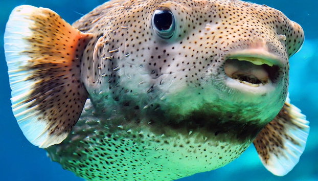 Ingresso do The Florida Aquarium - Foto 2