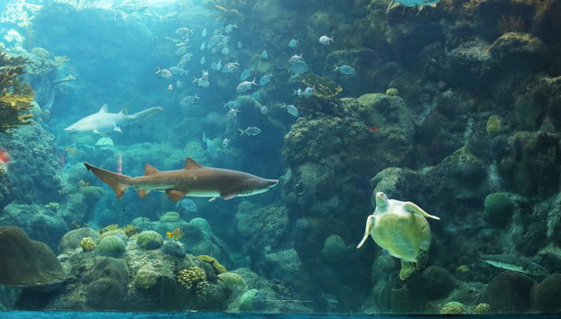 Ingresso do The Florida Aquarium - Foto 5