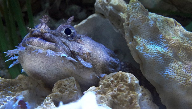 Ingresso do The Florida Aquarium - Foto 3