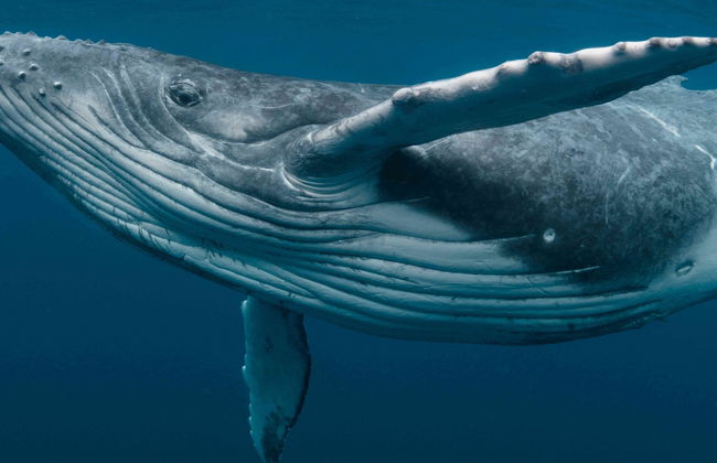 Observation de baleines dans la Riviera Nayarit - Photo 4