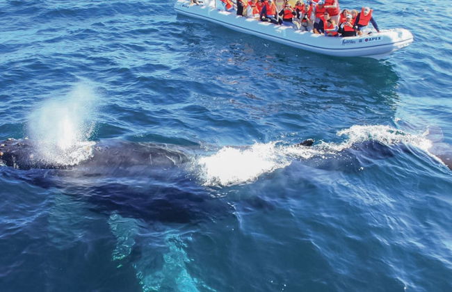 Observation de baleines dans la Riviera Nayarit - Photo 3