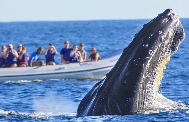 Avistamiento de ballenas en la Riviera Nayarit - Foto 6