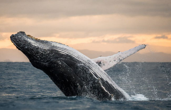 Avistamiento de ballenas en la Riviera Nayarit - Foto 2