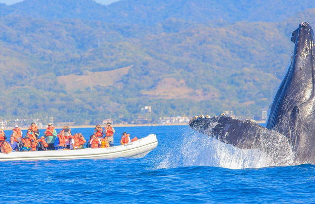 Observation de baleines dans la Riviera Nayarit - Photo 2