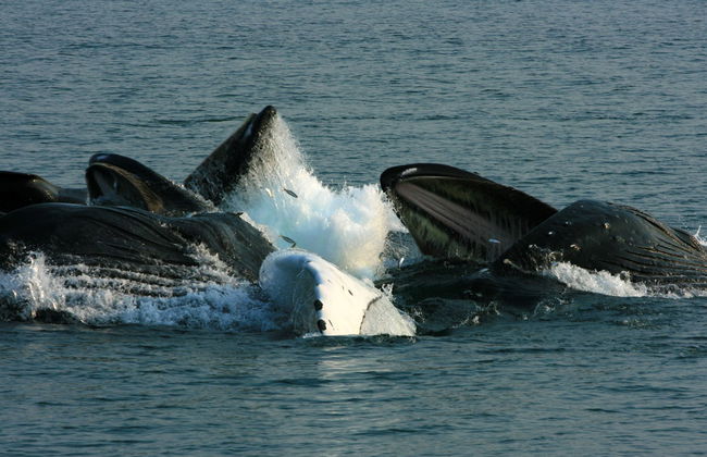 Avistamiento de ballenas en la Riviera Nayarit - Foto 1