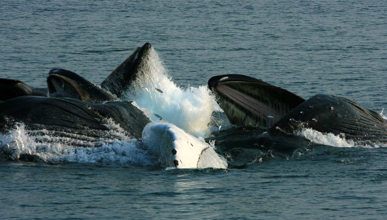 Avistamiento de ballenas en la Riviera Nayarit - Foto 1
