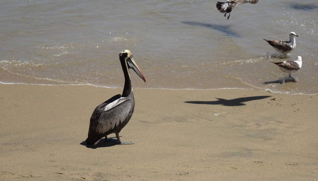 Tour della Valparaíso alternativa - Foto 4