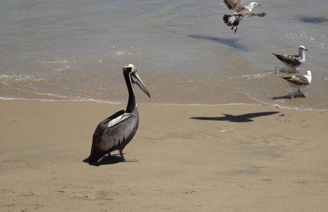 Visite alternative dans Valparaiso - Photo 4
