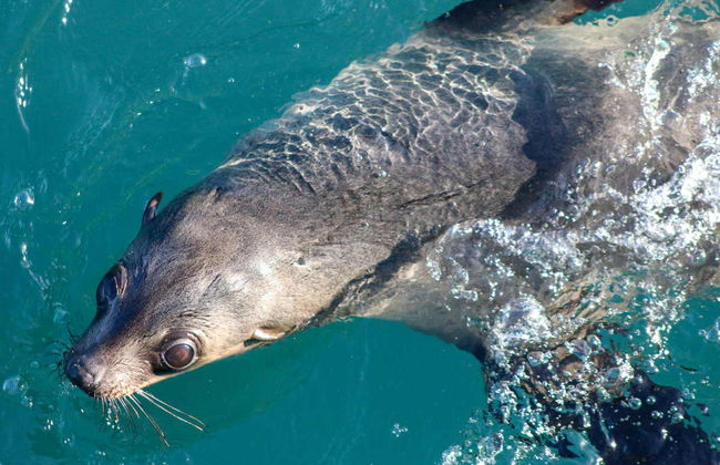 Observation d'otaries - Photo 9