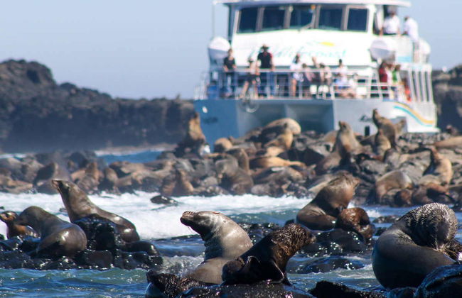 Observation d'otaries - Photo 2