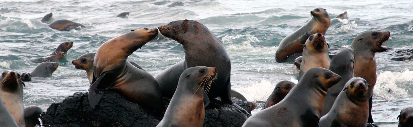 Phillip Island Seal Cruise - Foto 1