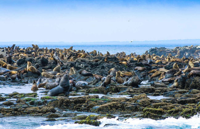 Observation d'otaries - Photo 5