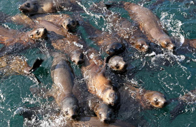 Observation d'otaries - Photo 4