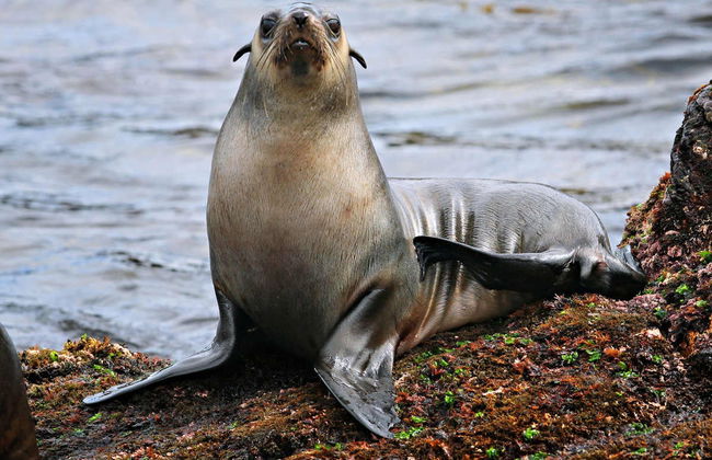 Observation d'otaries - Photo 7