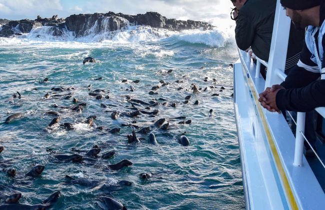 Observation d'otaries - Photo 6