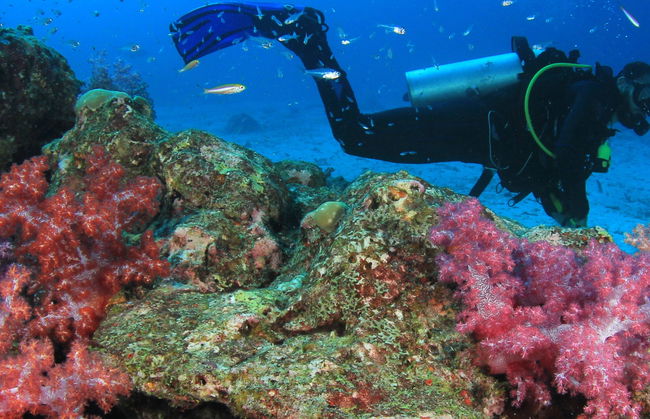 Baptême de plongée à Moalboal - Photo 5