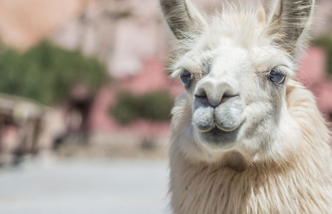 Senderismo con llamas por Purmamarca - Foto 5