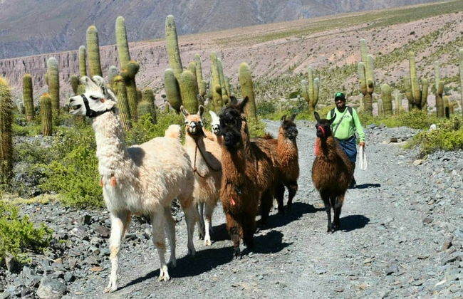 Senderismo con llamas por Purmamarca - Foto 3