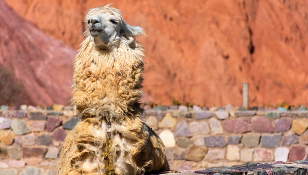Hike with Llamas in Purmamarca - Photo 5