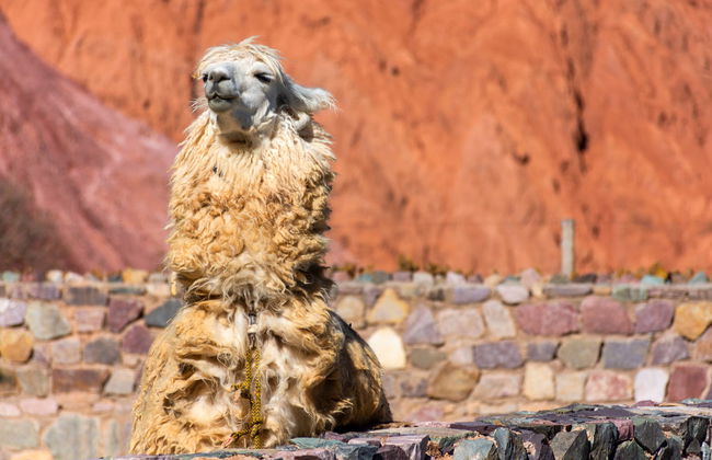 Hike with Llamas in Purmamarca - Foto 5