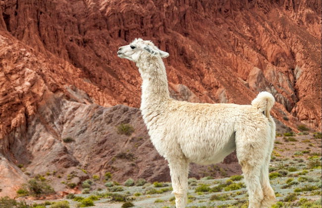 Hike with Llamas in Purmamarca - Foto 1