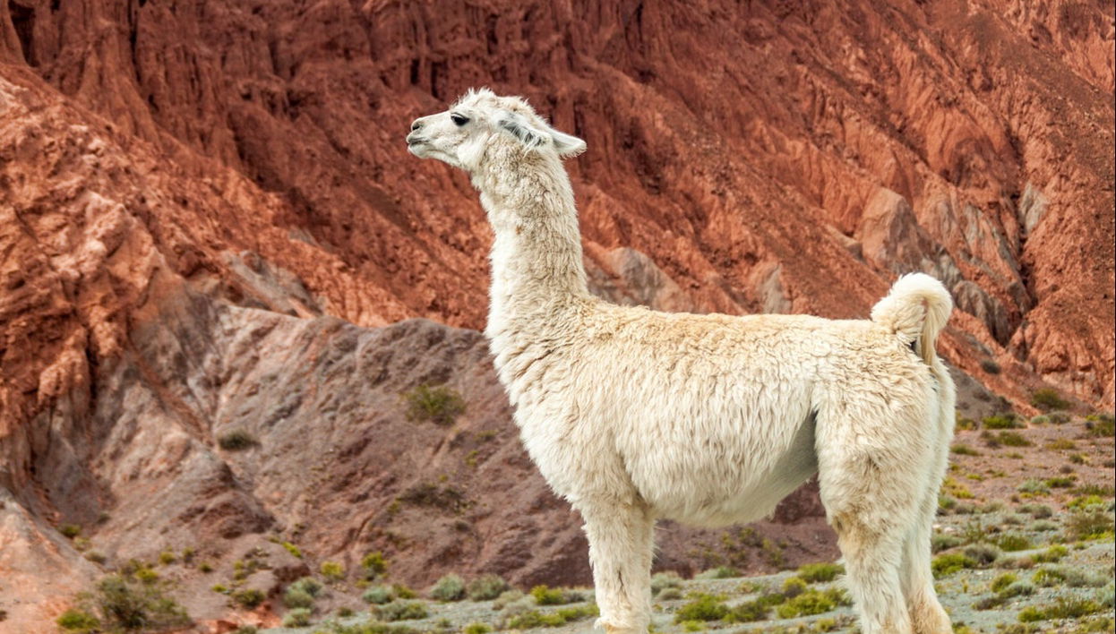 Hike with Llamas in Purmamarca - Photo 1