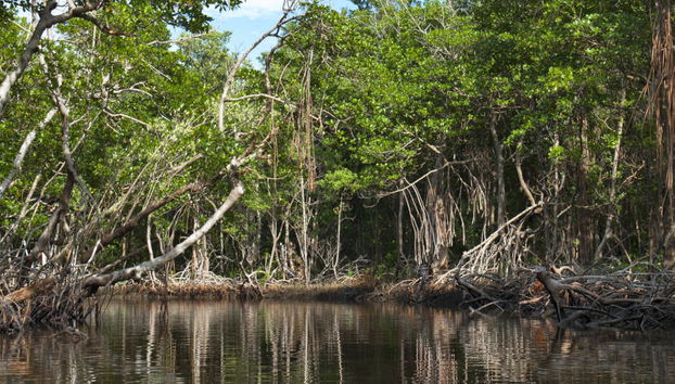 Manglares Churute Reserve Day Trip - Foto 5