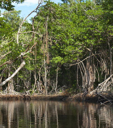 Foto de Excursión a la reserva Manglares Churute