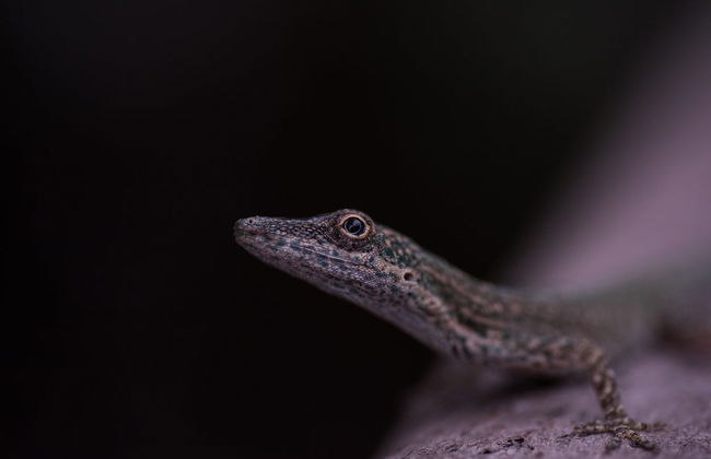 Manglares Churute Reserve Day Trip - Foto 5