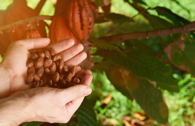 Manglares Churute Reserve Day Trip - Foto 4