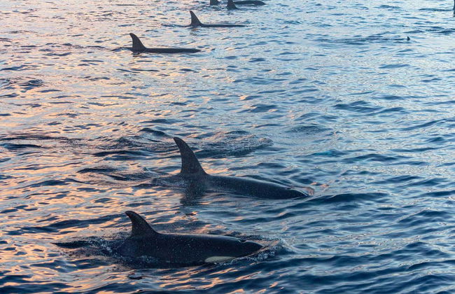 Observation de baleines dans les fjords de Norvège - Photo 2