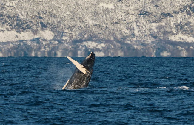 Avvistamento di cetacei nei fiordi norvegesi - Foto 5