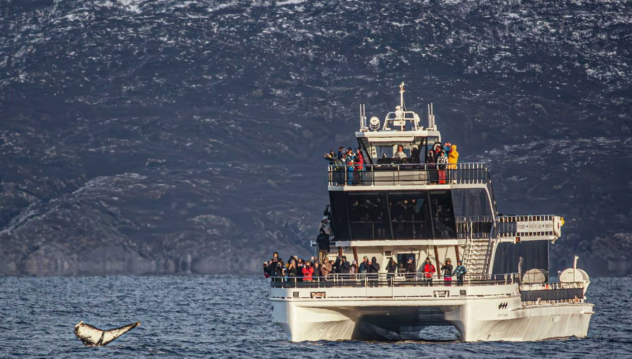 Whale Watching Fjord Cruise - Foto 1