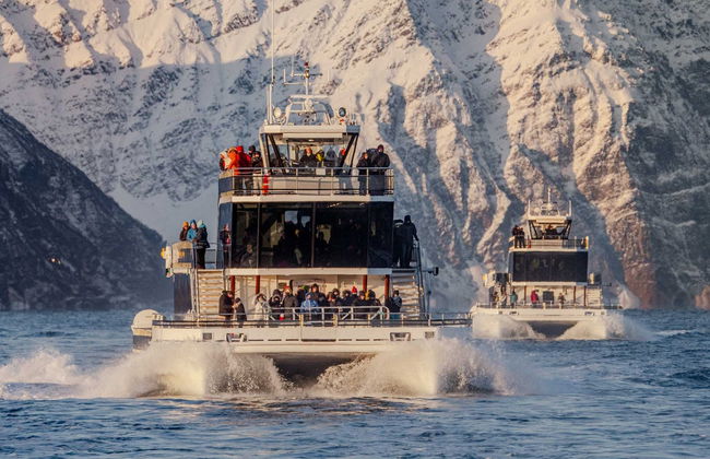 Avvistamento di cetacei nei fiordi norvegesi - Foto 3