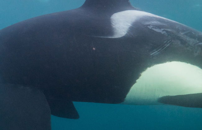 Avvistamento di cetacei nei fiordi norvegesi - Foto 7