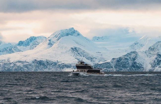 Avvistamento di cetacei nei fiordi norvegesi - Foto 4