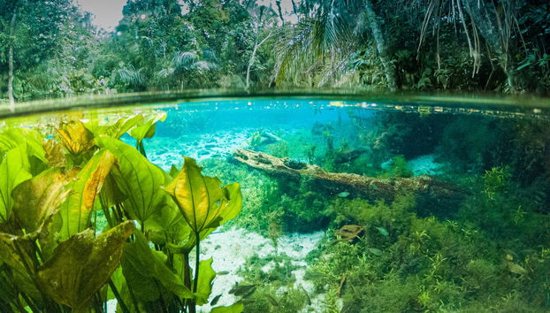 Crystal clear waters of Bonito river