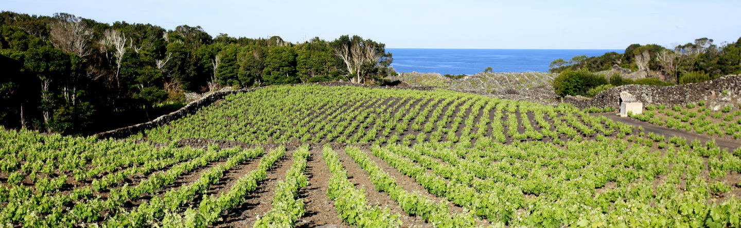 Tour dei vigneti e delle cantine dell'isola di Pico - Foto 1