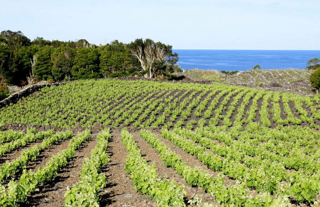 Visite des vignobles et des domaines de Pico - Photo 1