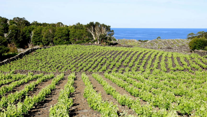 Pico Island Wine Tour - Photo 2