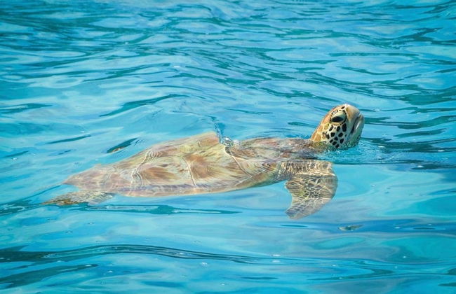 Avistamento de baleias em Moorea - Foto 10